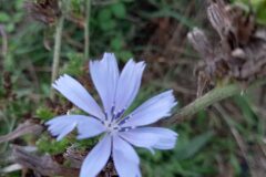 Cichorium intybus intybus_Jaume Marti CC BY-NC