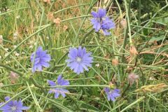 Cichorium intybus intybus_Joanjo Garcia CC BY-NC