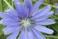 Cichorium intybus intybus_Joanjo Garcia CC BY-NC