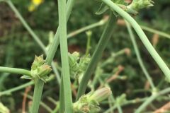 Cichorium intybus intybus_Joanjo Garcia CC BY-NC