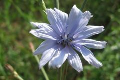Cichorium intybus intybus_Jordi Puyelo