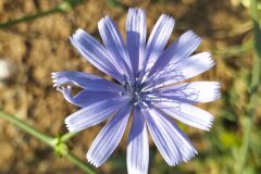 Cichorium intybus intybus_Merce Vallicrosa CC BY-NC