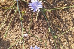 Cichorium intybus intybus_Merce Vallicrosa CC BY-NC