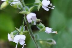 Circaea lutetiana_Merce Vallicrosa CC BY-NC