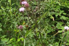 Cirsium arvense_Merce Vallicrosa CC BY-NC