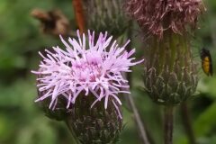 Cirsium arvense_Merce Vallicrosa CC BY-NC