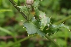 Cirsium arvense_Merce Vallicrosa CC BY-NC
