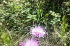 Cirsium monspessulanum_Jordi Margalef CC BY-NC