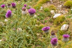 Cirsium richterianum costae_Joaquim Reberte