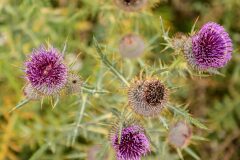 Cirsium richterianum costae_Joaquim Reberte