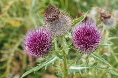 Cirsium richterianum costae_Joaquim Reberte