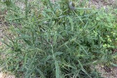 Cirsium vulgare_Josep Lluis Berdonces CC BY-NC
