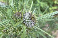 Cirsium vulgare_Josep Lluis Berdonces CC BY-NC
