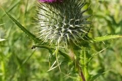 Cirsium vulgare_Merce Vallicrosa CC BY-NC