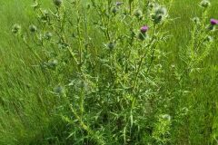 Cirsium vulgare_Merce Vallicrosa CC BY-NC