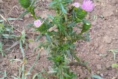 Cirsium vulgare_Merce Vallicrosa CC BY-NC