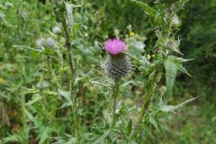 Cirsium vulgare_Miquel Pascual