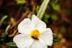 Cistus monspeliensis_Diana Gali