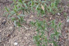 Cistus monspeliensis_Eden Ramirez