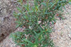 Cistus monspeliensis_Jaume Marti CC BY-NC