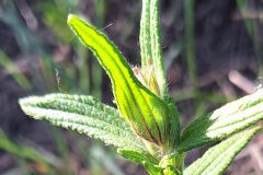 Cistus monspeliensis_Kis Van Puymbroeck