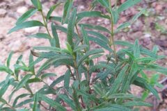 Cistus monspeliensis_Merce Vallicrosa CC BY-NC