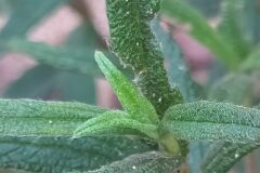 Cistus monspeliensis_Merce Vallicrosa CC BY-NC