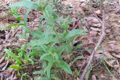 Cistus monspeliensis_Merce Vallicrosa CC BY-NC