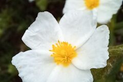 Cistus monspeliensis_Neus Julia CC BY-SA
