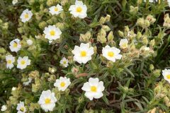 Cistus monspeliensis_Neus Julia CC BY-SA