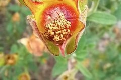 Cistus monspeliensis_Neus Julia CC BY-SA