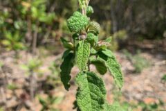Cistus salviifolius_Andres Tello