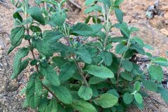 Cistus salviifolius_Andres Tello