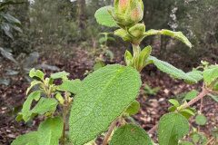 Cistus salviifolius_Andres Tello