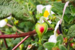 Cistus salviifolius_Angels Delgado
