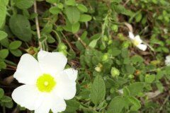 Cistus salviifolius_Angels Delgado