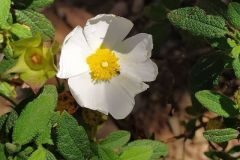 Cistus salviifolius_Anna Manich