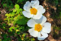Cistus salviifolius_Antoni Puig
