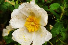 Cistus salviifolius_Diana Gali