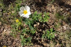 Cistus salviifolius_Eden Ramirez