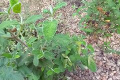 Cistus salviifolius_Jaume Marti CC BY-NC
