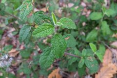 Cistus salviifolius_Katarzyna Zarnowiec CC BY-SA