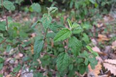 Cistus salviifolius_Katarzyna Zarnowiec CC BY-SA