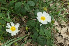 Cistus salviifolius_Katarzyna Zarnowiec CC BY-SA