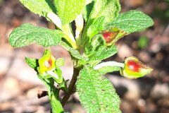 Cistus salviifolius_Kris Van Puymbroeck