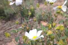 Cistus salviifolius_Marialu MURu