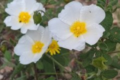 Cistus salviifolius_Marialu MURu