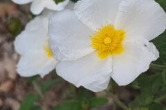 Cistus salviifolius_Marialu MURu