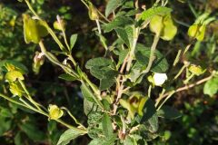 Cistus salviifolius_Merce Vallicrosa CC BY-NC