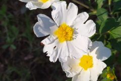 Cistus salviifolius_Merce Vallicrosa CC BY-NC
